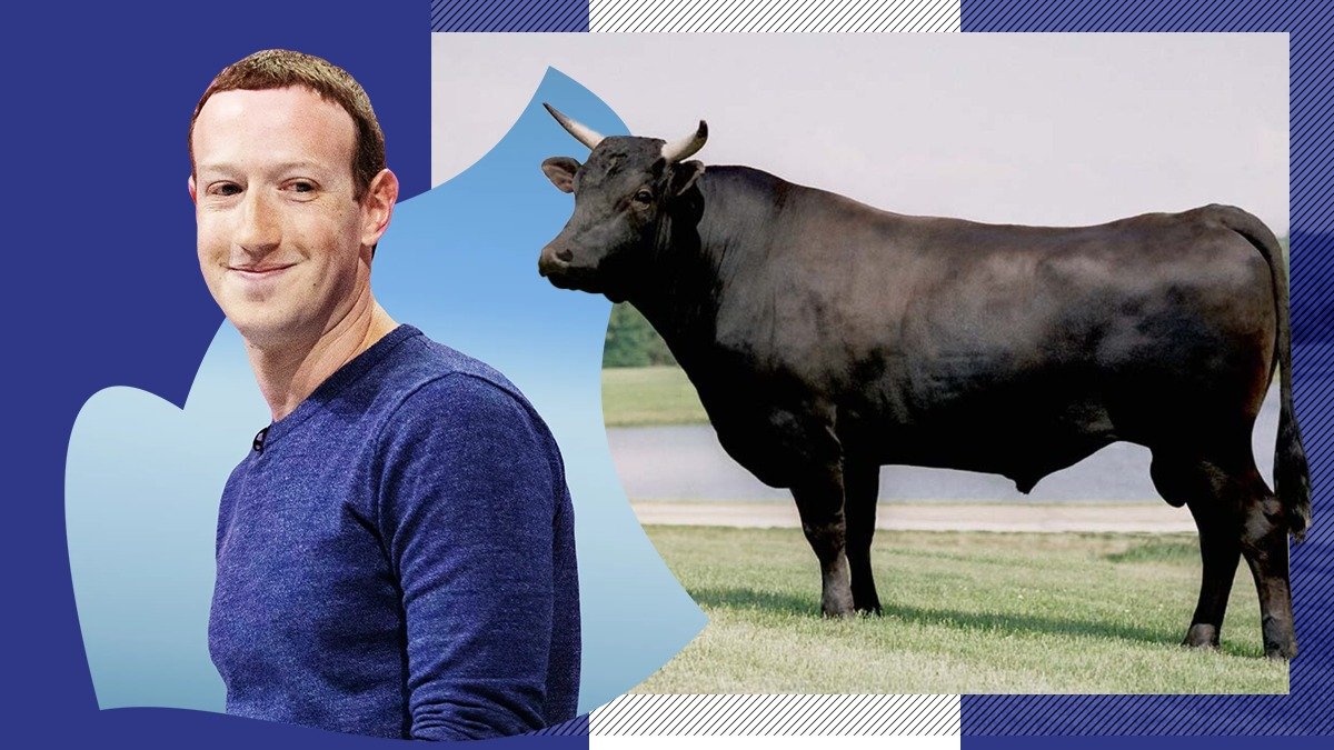 Mark Zuckerberg a anunțat că a început să crească vite, cărora le dă să bea bere