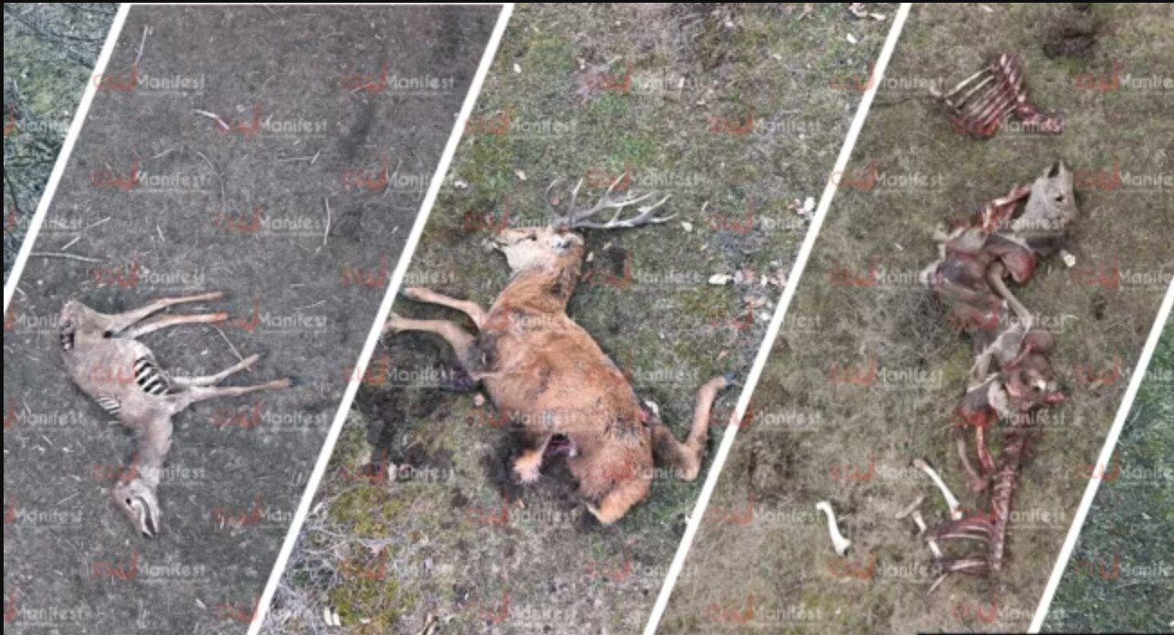 Animale descompuse pe domeniul de la Recea, sursa foto: Cluj Manifest